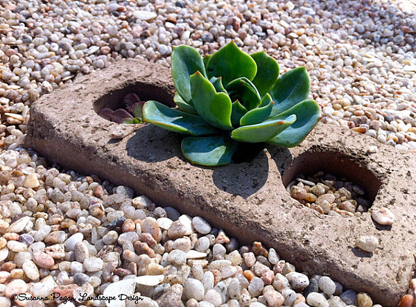 Succulent in a gravel-filled yard