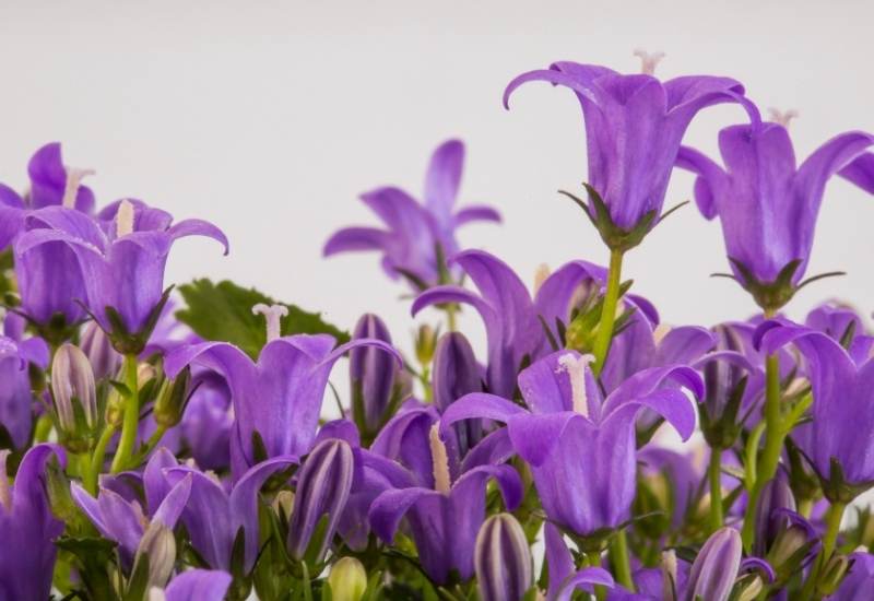 ‘Birch Hybrid’ Bellflower (Campanula ‘Birch Hybrid’)