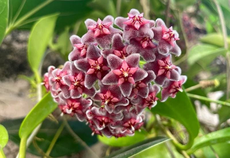 ‘Black Dragon’ Waxflower (Hoya pubicorolla ssp. anthracina ‘Black Dragon’)