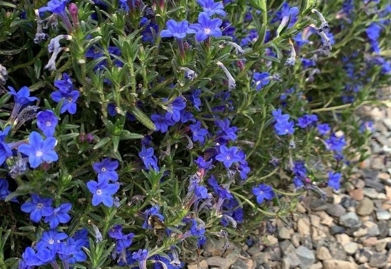 ‘Celeste’ Lithodora (Lithodora diffusa ‘Celeste’)