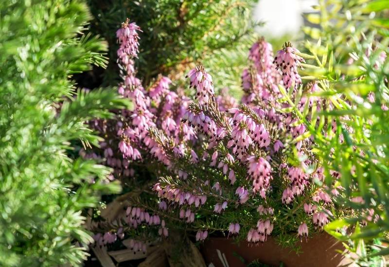 ‘Darley Dale’ Winter Heath (Erica x darleyensis ‘Darley Dale’)