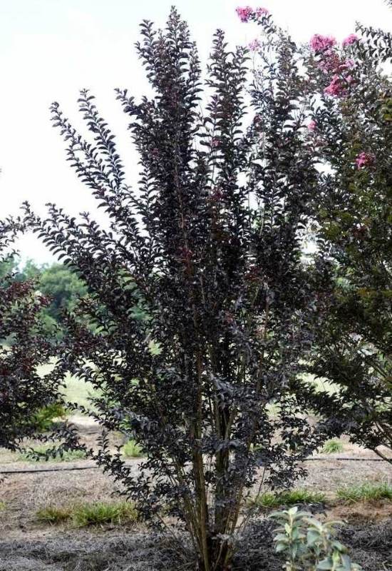 ‘Delta Moonlight’ Crape Myrtle (Lagerstroemia indica ‘Delta Moonlight’)