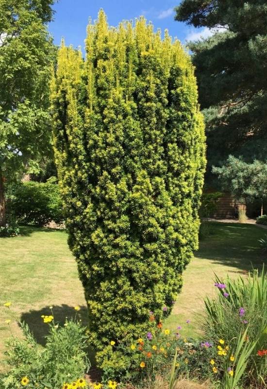 ‘Fastigata Aurea’ Irish Yew (Taxus baccata ‘Fastigata Aurea’)