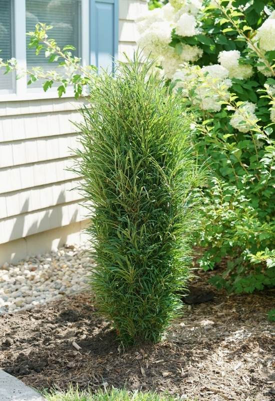 ‘Fine Line’ Buckthorn (Rhamnus frangula ‘Fine Line’)