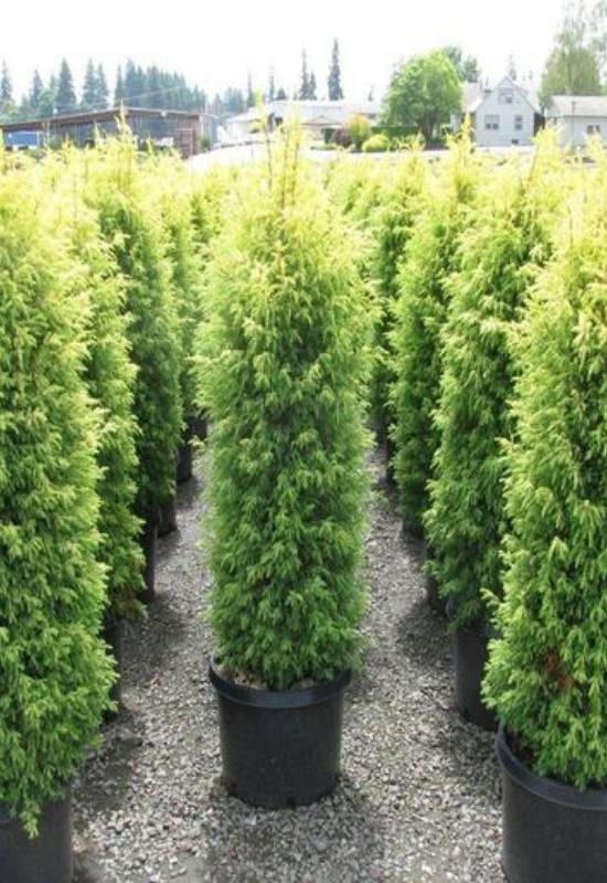 ‘Golden Cone’ Common Juniper (Juniperus communis ‘Golden Cone’)