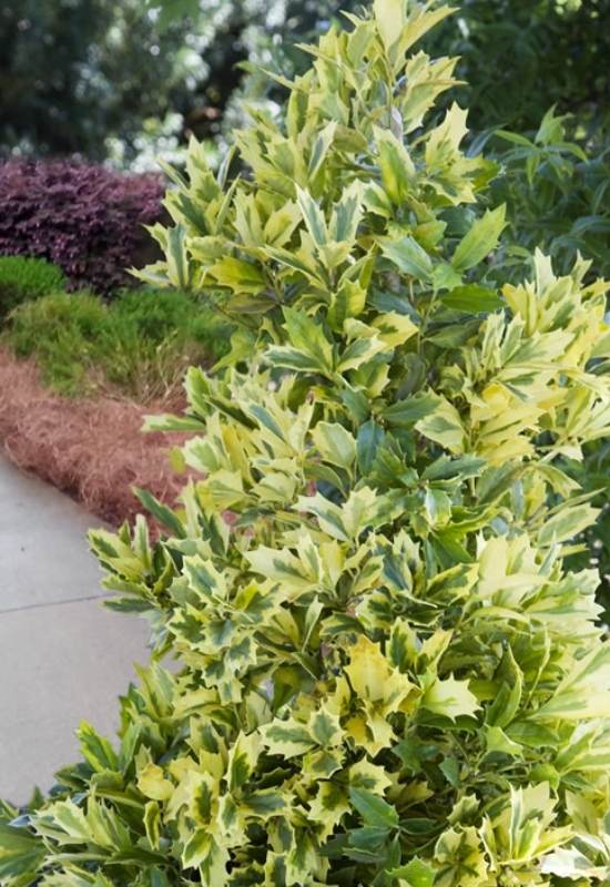 ‘Golden Oakland’ Holly (Ilex hybrid ‘Magden’ PP30451)