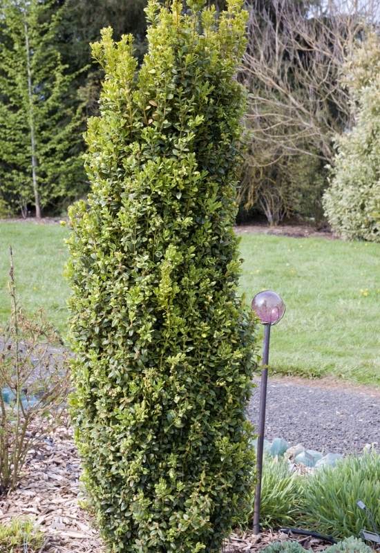 ‘Graham Blandy’ Boxwood (Boxus semprevirens ‘Graham Blandy’)