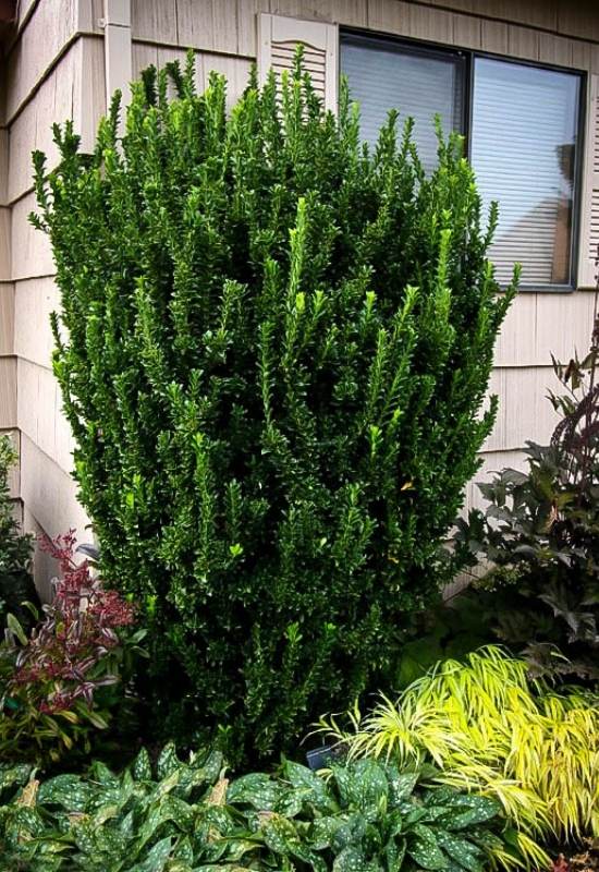 ‘Green Spire’ Japanese Euonymus (Euonymus japonicus ‘Green Spire’)