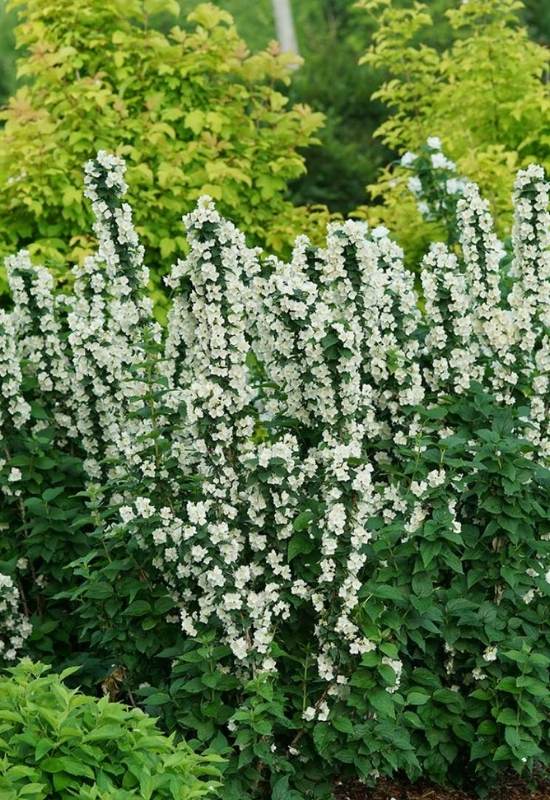 ‘Illuminati Tower’ Mock Orange (Philadelphus coronarius ‘Illuminati Tower’)