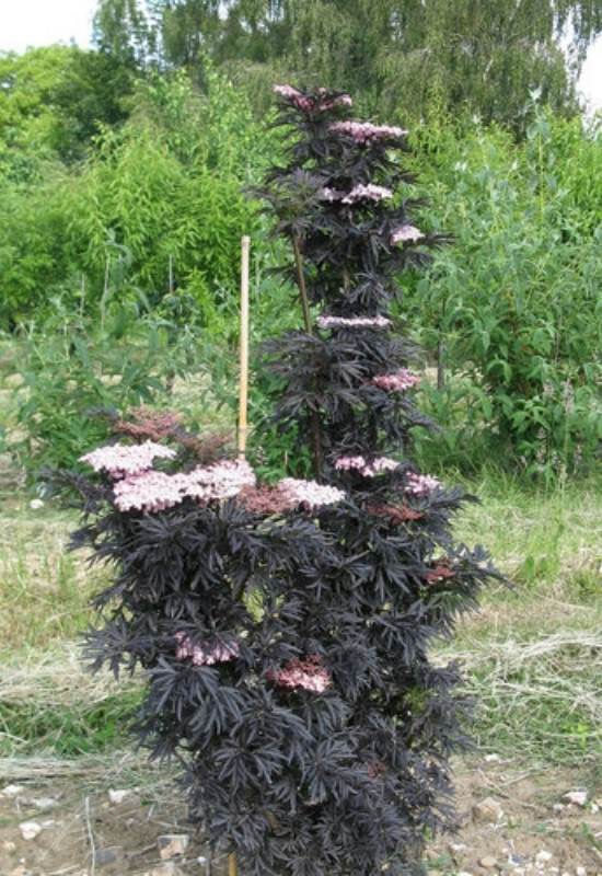 ‘Laced Up’ Elderberry (Sambucus nigra ‘Laced Up’)