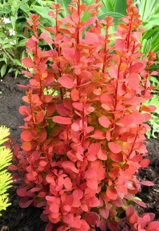 ‘Orange Rocket’ Barberry (Barberis thunbergii ‘Orange Rocket’)