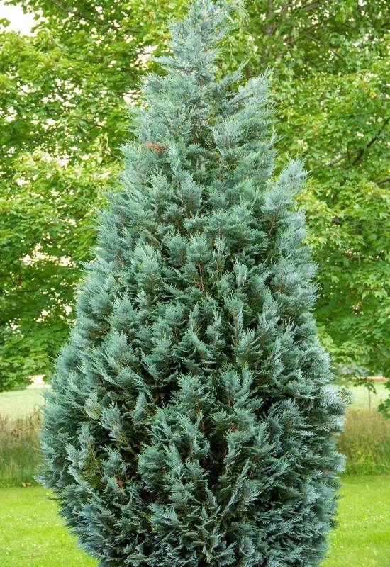 ‘Pinpoint’ Blue False Cypress (Chamaecyparis lawsoniana ‘Pinpoint’)