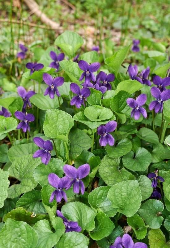 ‘Queen Charlotte’ Sweet Violet (Viola odorata ‘Queen Charlotte’)
