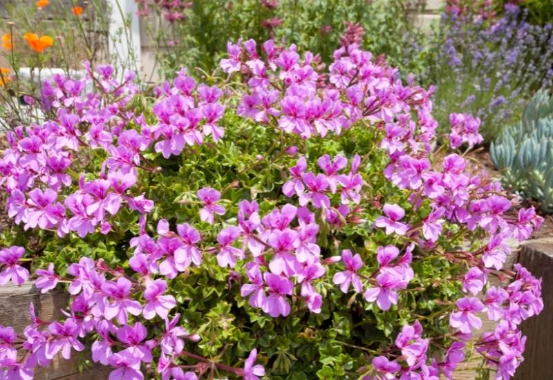 ‘Sweet Heidy’ Cranesbill (Geranium ‘Sweet Heidy’)
