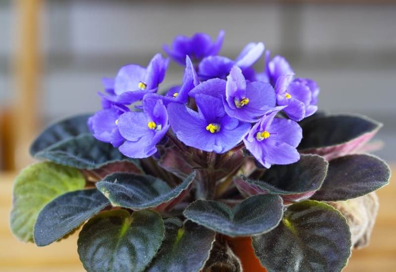 ⦁ African Violet (Saintpaulia ionanthia)