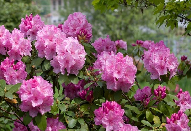 ⦁ Azalea and Rhododendron (Rhododendron spp.)