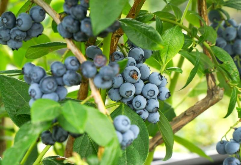 ⦁ Blueberry (Vaccinium spp. or Cyanococcus spp.)