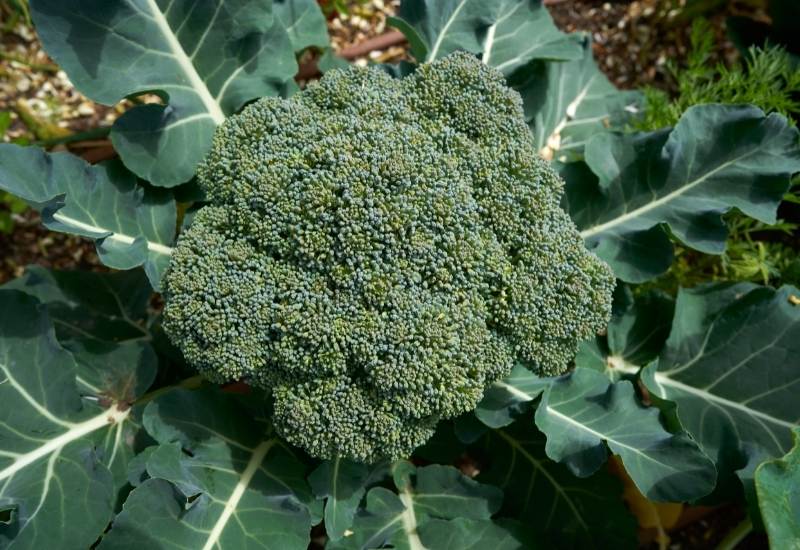 ⦁ Broccoli (Brassica oleacea var. italica)