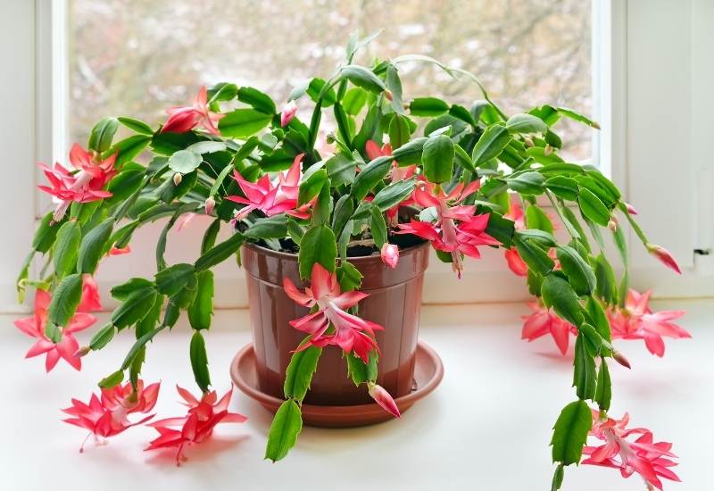 ⦁ Christmas Cactus (Schlumbergera spp.)