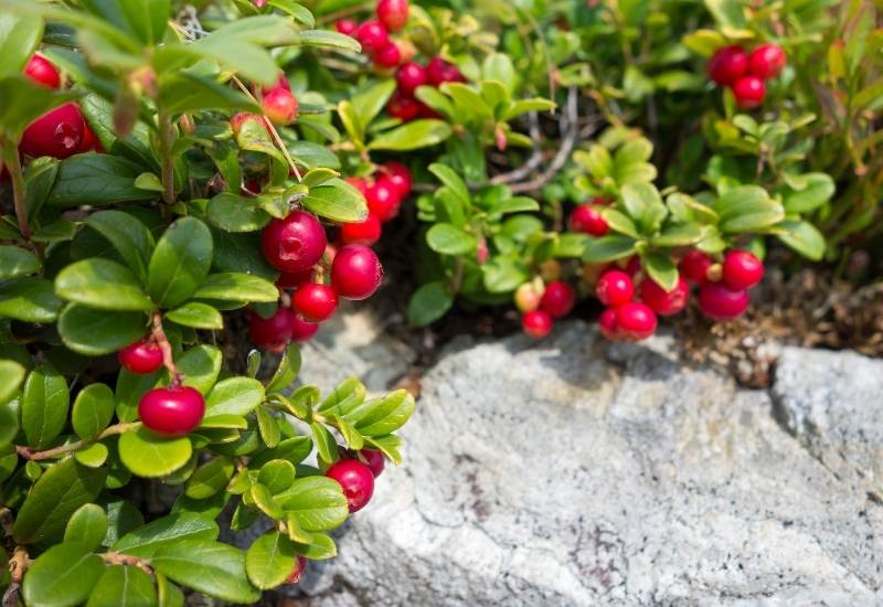 ⦁ Cranberries (Vaccinium oxycoccus)