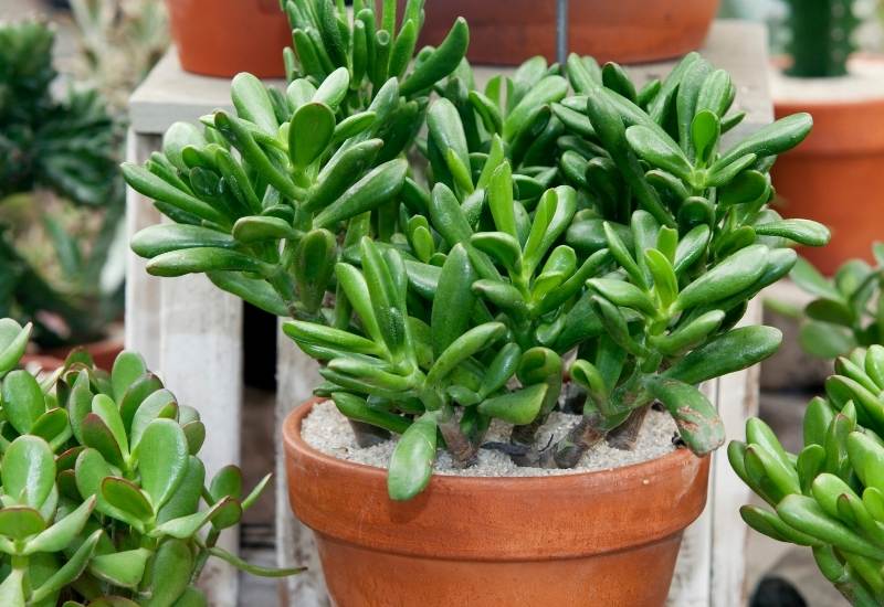 ⦁ Jade Plant (Crassula ovata)