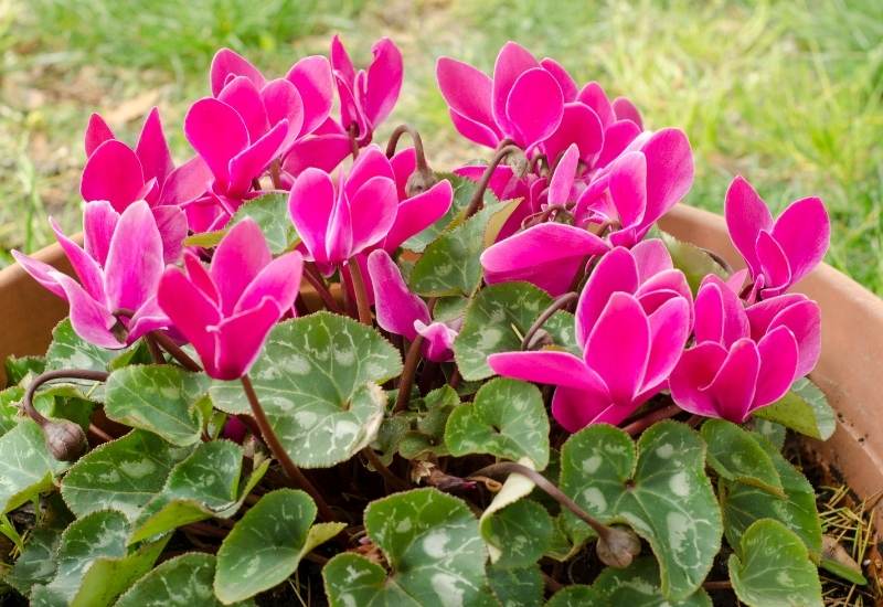 ⦁ Cyclamen (Cyclamen spp.)
