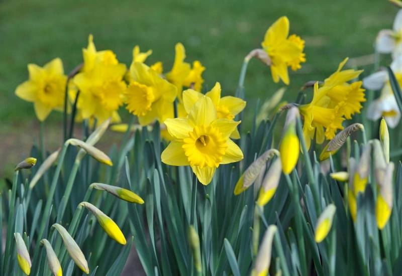 ⦁ Daffodils (Narcissus spp.)