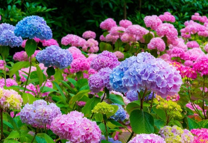 ⦁ Hydrangea (Hydrangea spp.)