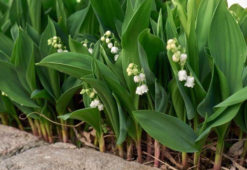⦁ Lily of the Valley (Convallaria majalis)