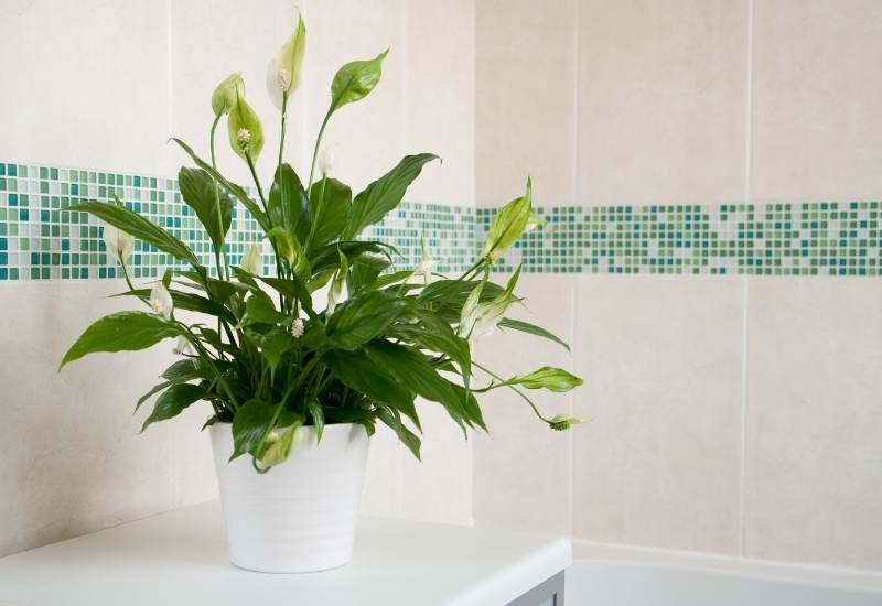 ⦁ Peace Lily (Spatiphyllum spp.)