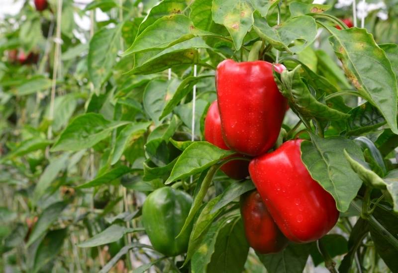 ⦁ Peppers (Caspicum annuum)