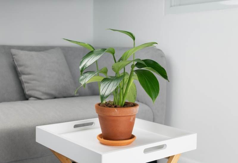 ⦁ Philodendron (Philodendron spp.)