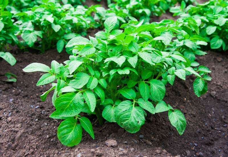 ⦁ Potato (Solanum tuberosum)