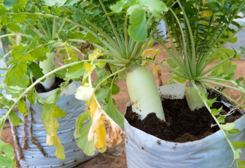 ⦁ Radishes (Raphanus sativus)