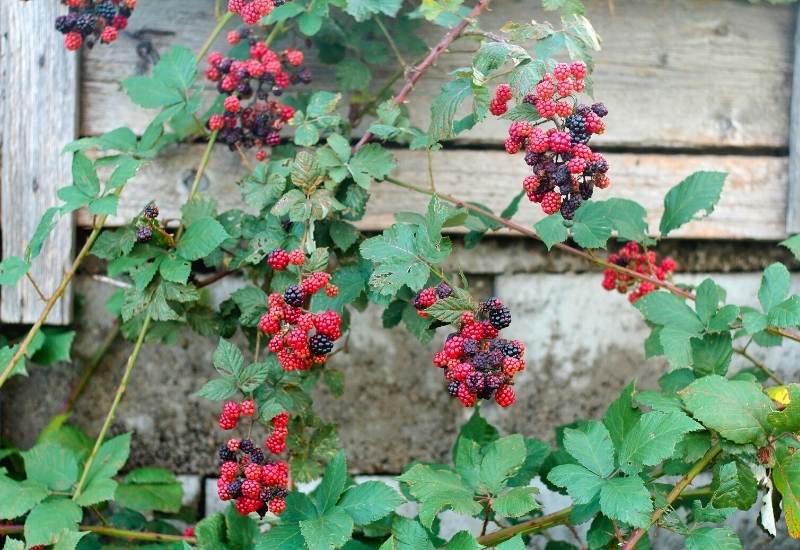 ⦁ Raspberry (Rubus idaeus)