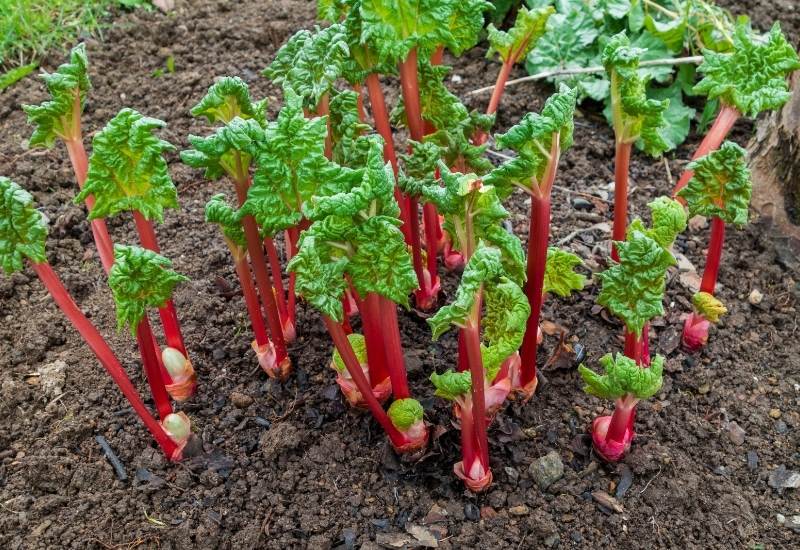 ⦁ Rhubarb (Rheum rhabarbarum)