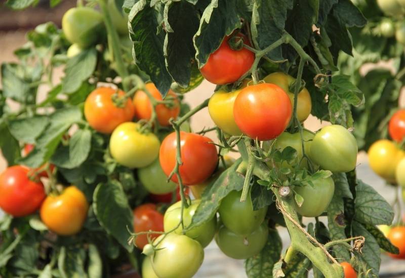 ⦁ Tomato (Solanum lycopersicum)