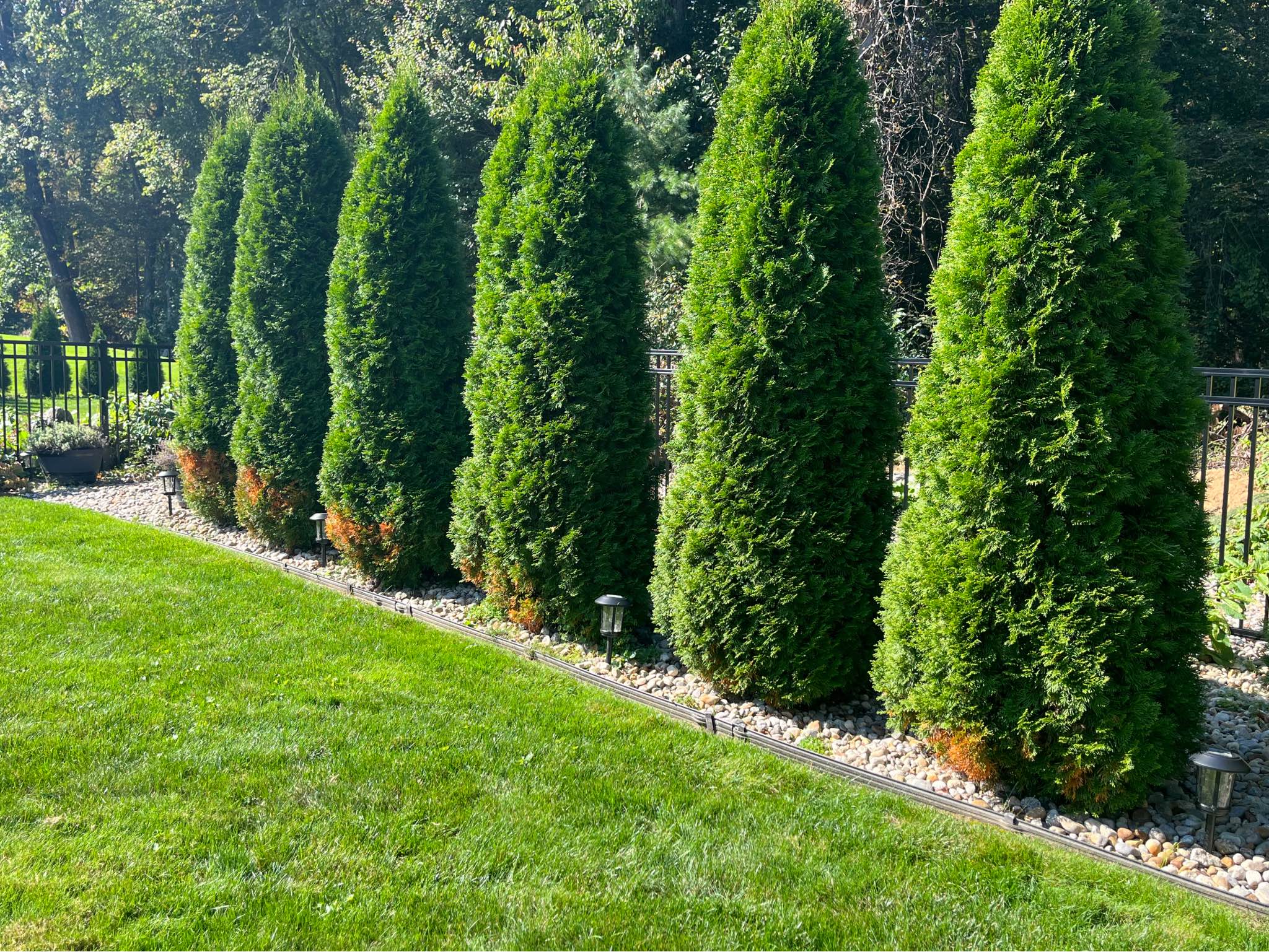 Evergreen shrubs to grow against a fence