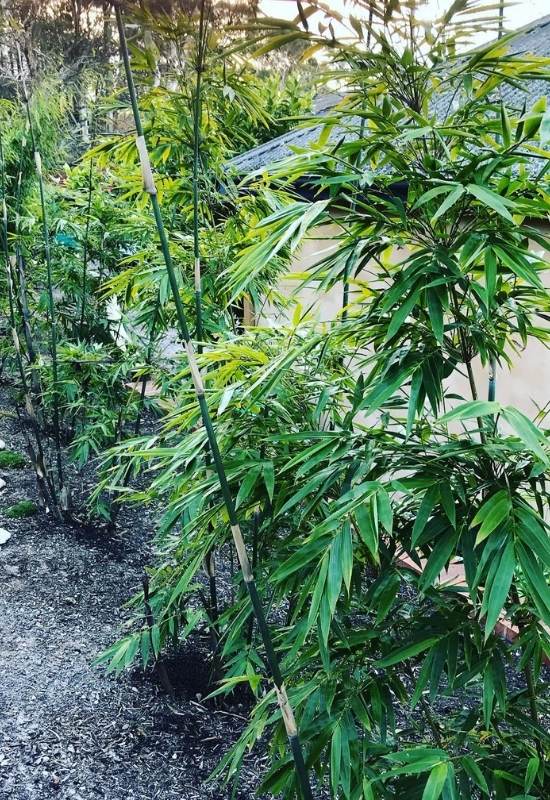 Blue Bamboo (Bambusa chungii ‘Barbelletta’)