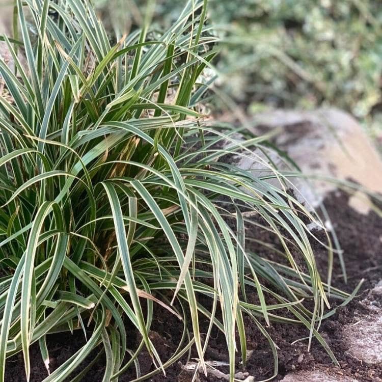 Carex ‘Ice Dance