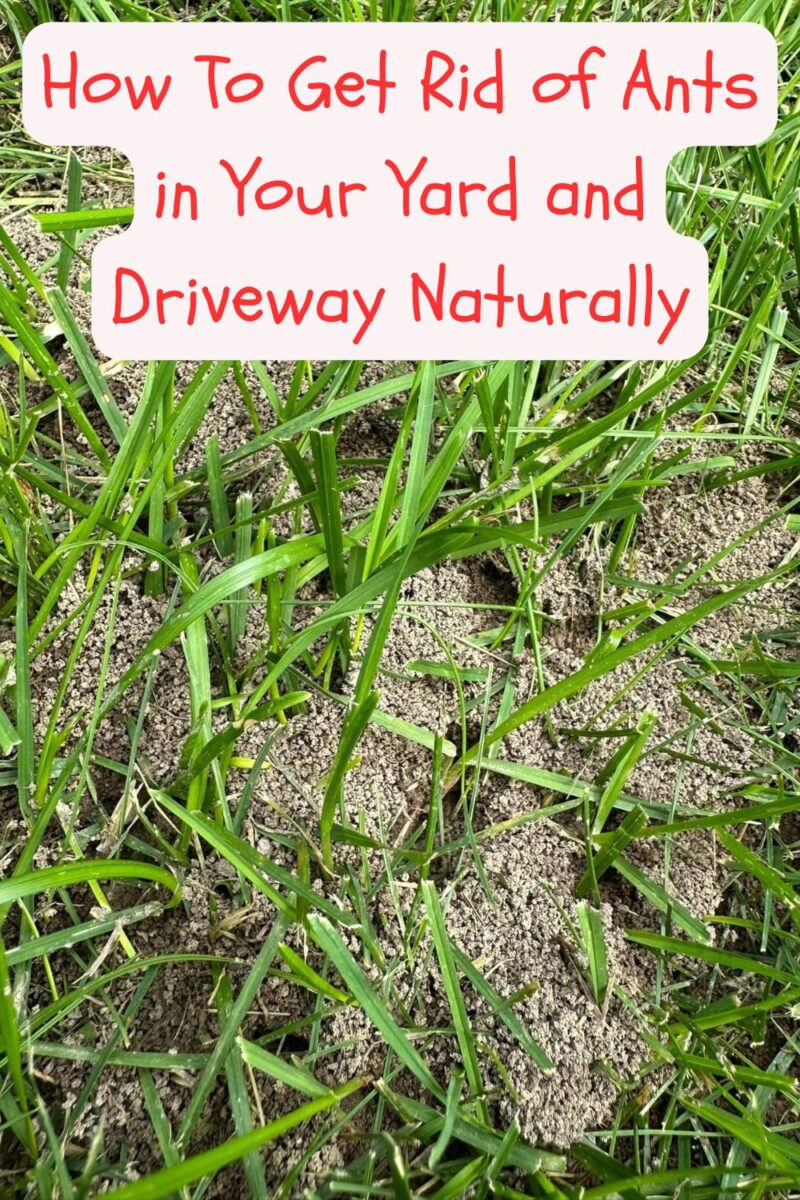 To Rid How To Get Rid of Ants in the Yard and Driveway Naturally
