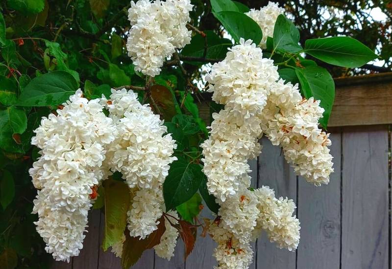 Lilac ‘Avalanche’ (Syringa vulgaris ‘Avalanche’)