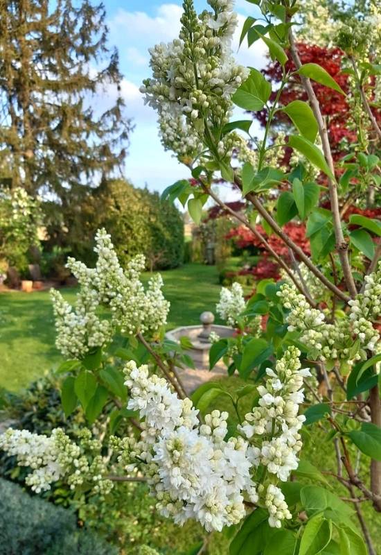 Lilac ‘Madame Lemoine’ (Syringa vulgaris ‘Madame Lemoine’)