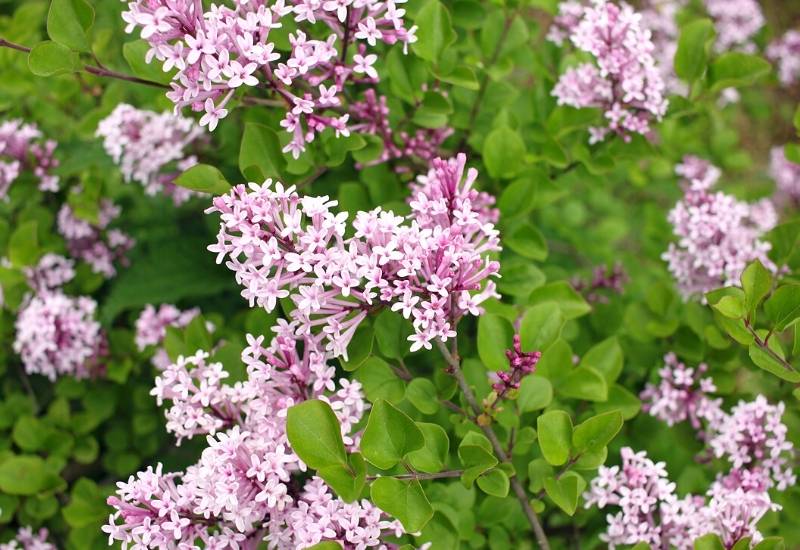 Lilac ‘Palibin’ (Syringa meyeri ‘Palibin’)