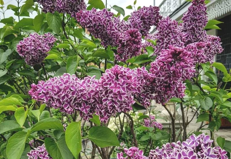 Lilac ‘Sensation’ (Syringa vulgaris ‘Sensation’)