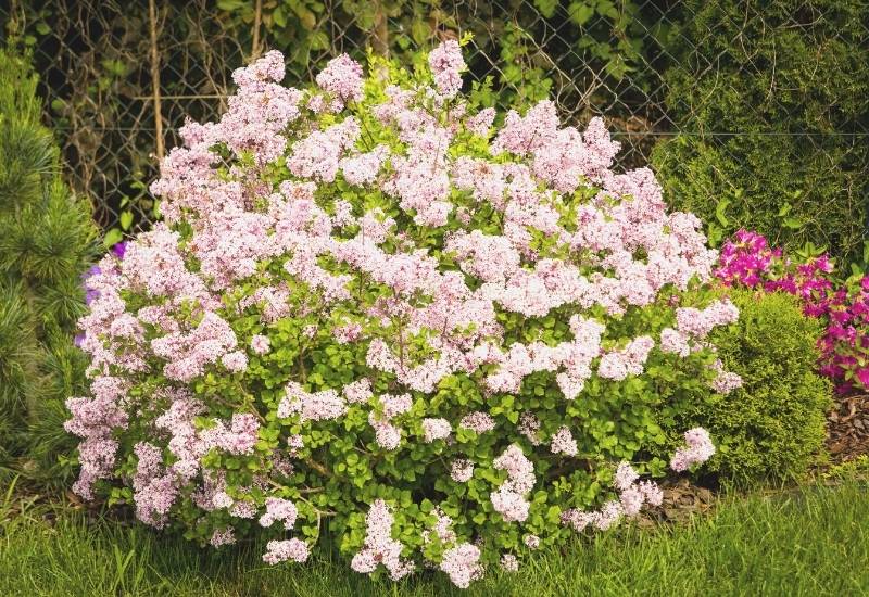Littleleaf Lilac ‘Superba’ (Syringa pubescens microphylla ‘Superba’)