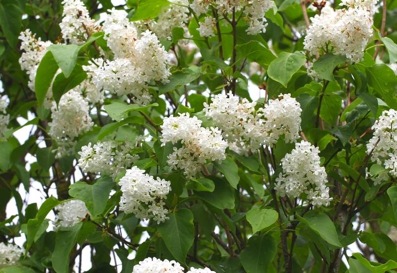 Pekin Lilac ‘Beijing Gold’ (Syringa reticulata subsp. pekinensis ‘Beijing Gold’)