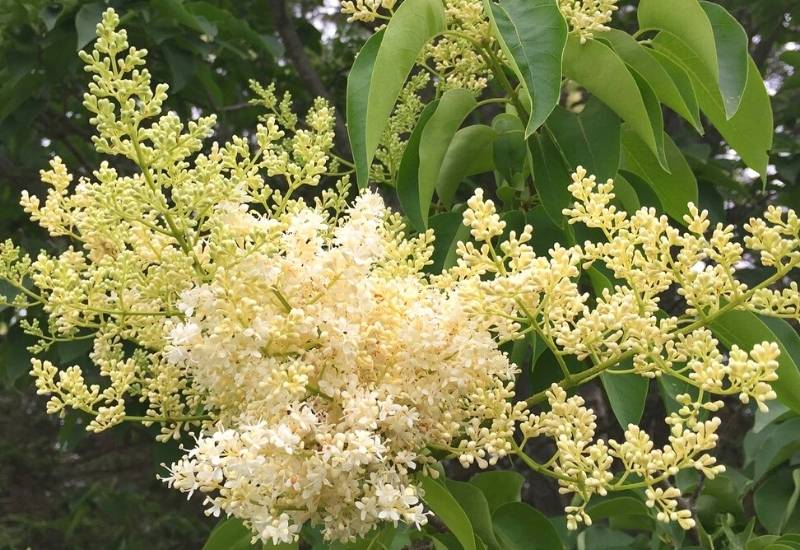Pekin Lilac ‘China Show’ (Syringa reticulata subsp.pekinensis ‘China Show’)