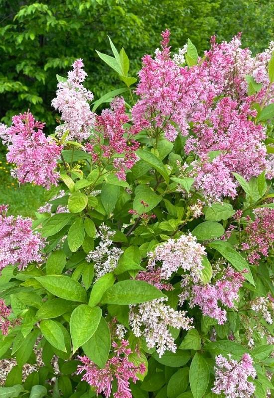 Preston Lilac (Syringa x prestoniae ‘Miss Canada’)