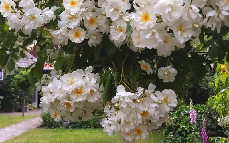 Rose ‘Bobbie James’ (Rosa ‘Bobby James’)
